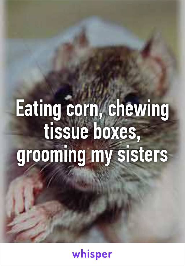 Eating corn, chewing tissue boxes, grooming my sisters