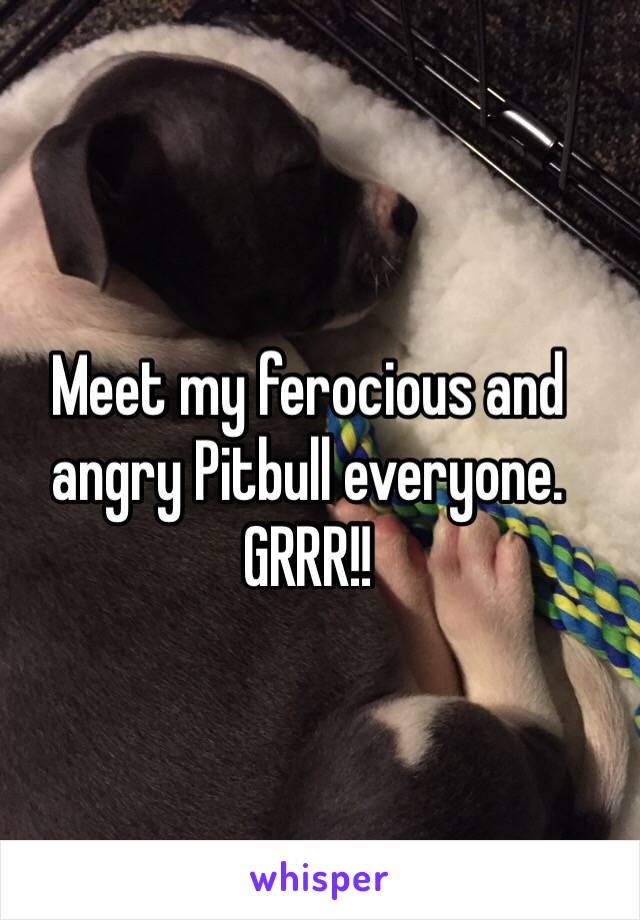 Meet my ferocious and angry Pitbull everyone. GRRR!!