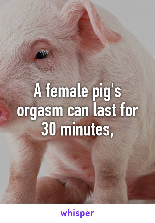 A female pig s orgasm can last for 30 minutes