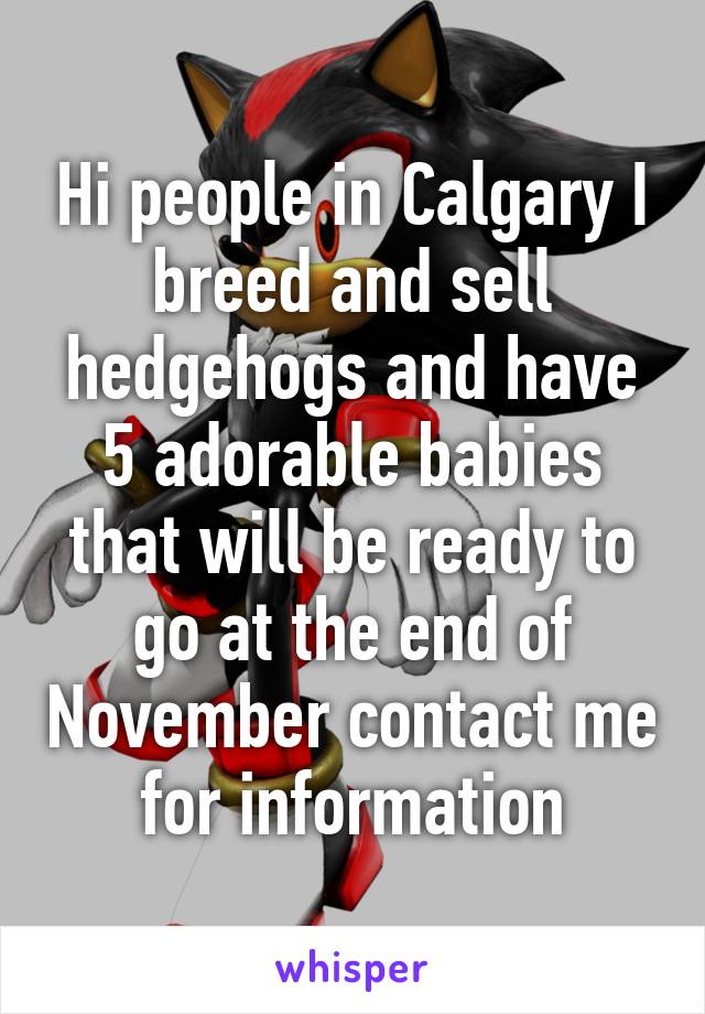 Hi people in Calgary I breed and sell hedgehogs and have 5 adorable babies that will be ready to go at the end of November contact me for information