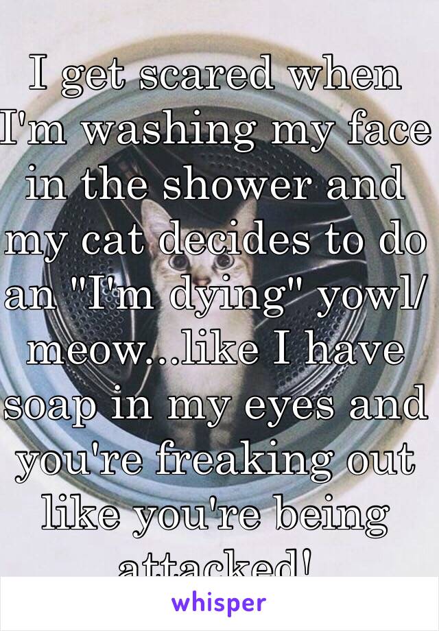 I get scared when I'm washing my face in the shower and my cat decides to do an "I'm dying" yowl/meow...like I have soap in my eyes and you're freaking out like you're being attacked!