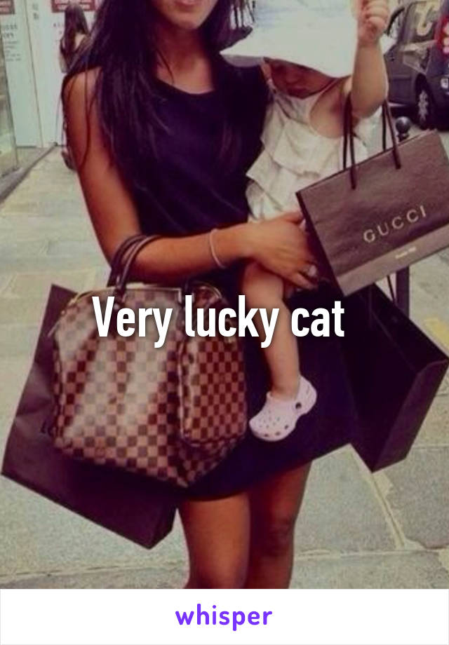 Very lucky cat 