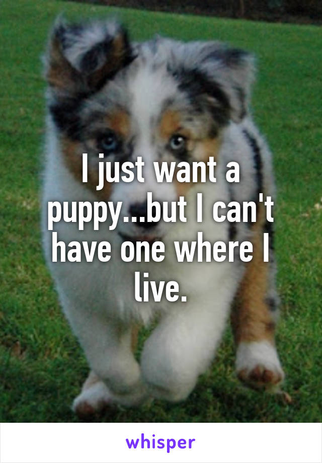 I just want a puppy...but I can't have one where I live.