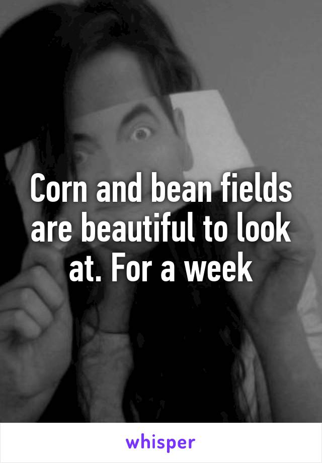 Corn and bean fields are beautiful to look at. For a week