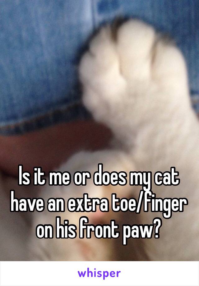 Is it me or does my cat have an extra toe/finger on his front paw? 