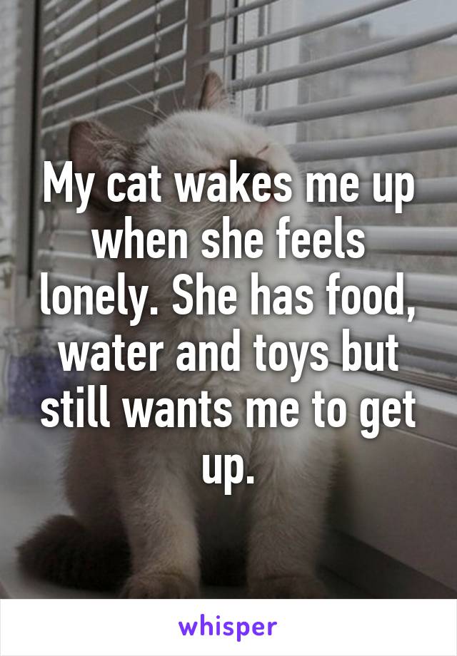 My cat wakes me up when she feels lonely. She has food, water and toys but still wants me to get up.