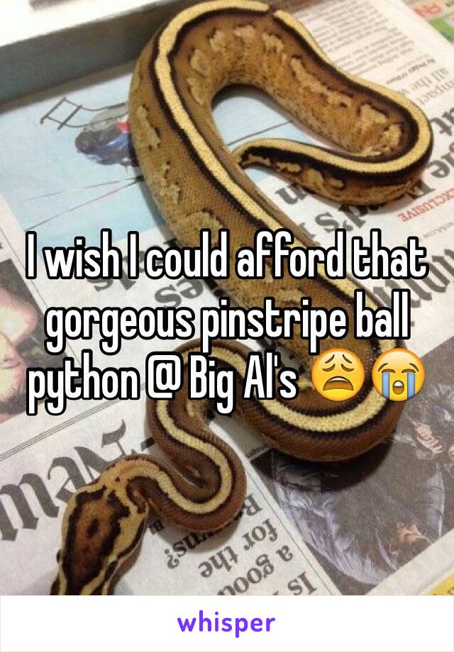 I wish I could afford that gorgeous pinstripe ball python @ Big Al's ðŸ˜©ðŸ˜­