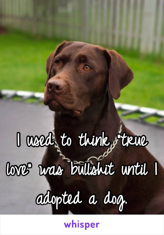 I used to think "true love" was bullshit until I adopted a dog.