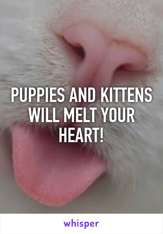 PUPPIES AND KITTENS WILL MELT YOUR HEART!