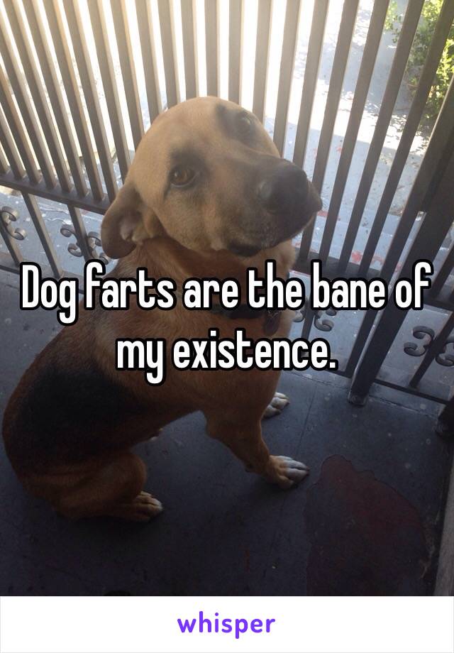 Dog farts are the bane of my existence.