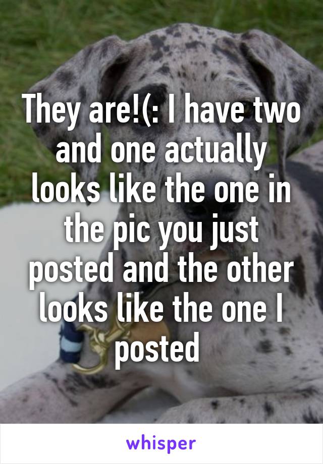 They are!(: I have two and one actually looks like the one in the pic you just posted and the other looks like the one I posted 