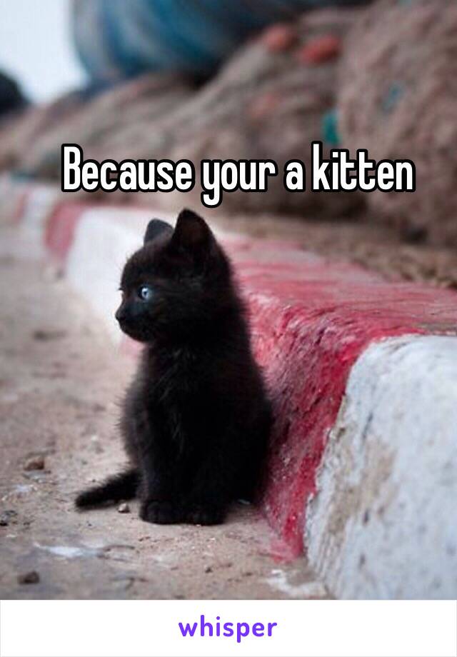Because your a kitten