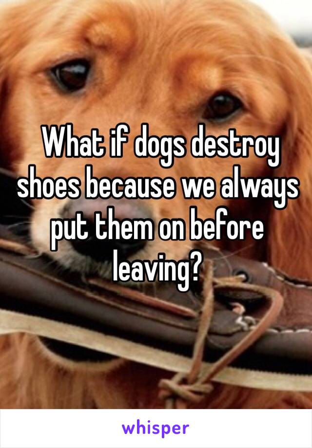  What if dogs destroy shoes because we always put them on before leaving?