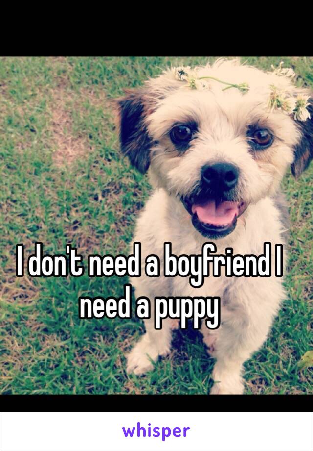 
I don't need a boyfriend I need a puppy