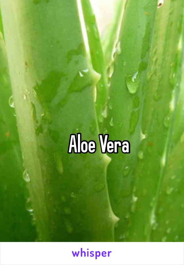 Aloe Vera 