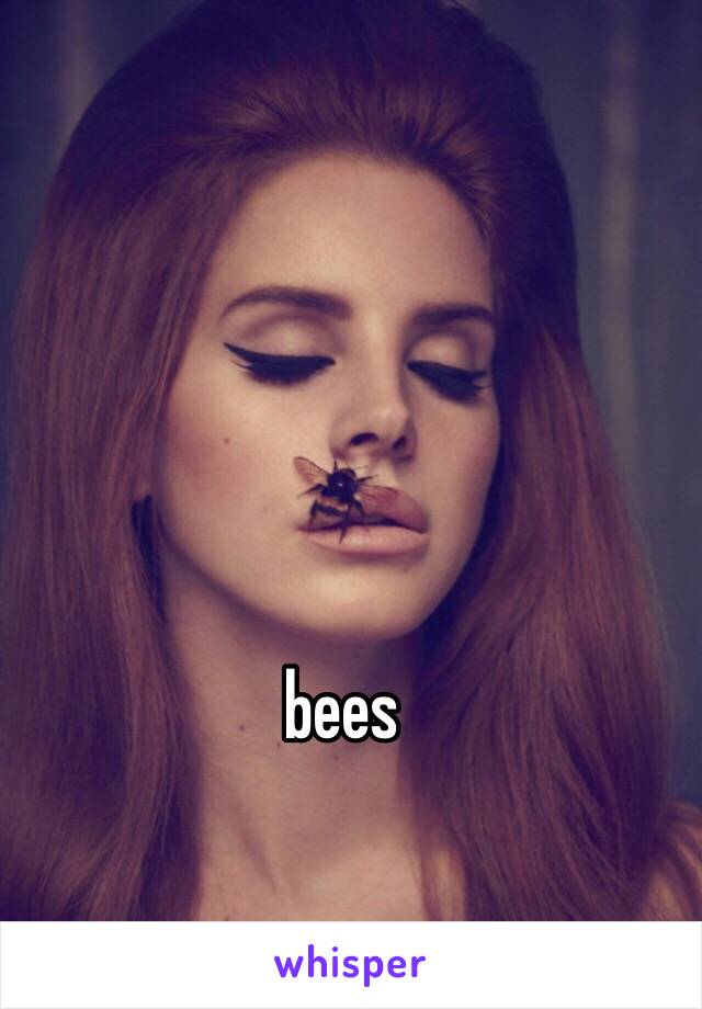 bees 