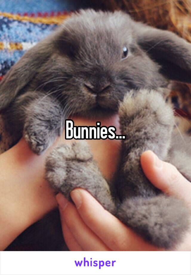 Bunnies...