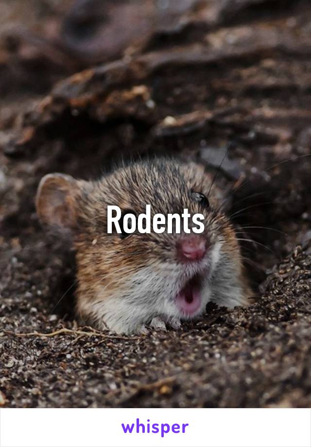 Rodents