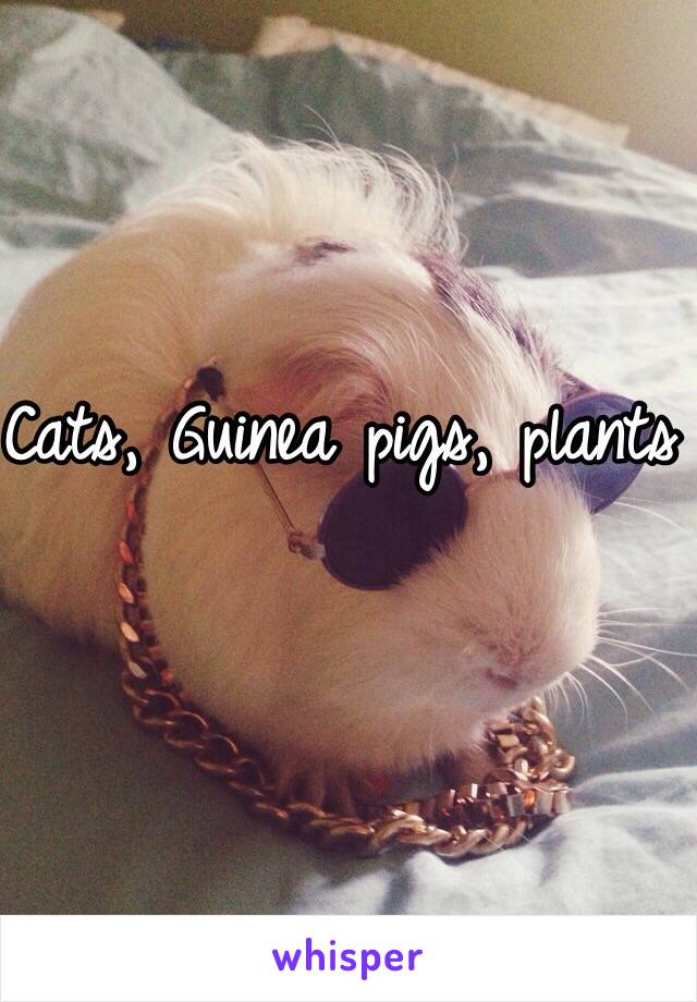 Cats, Guinea pigs, plants