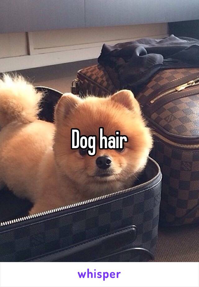 Dog hair