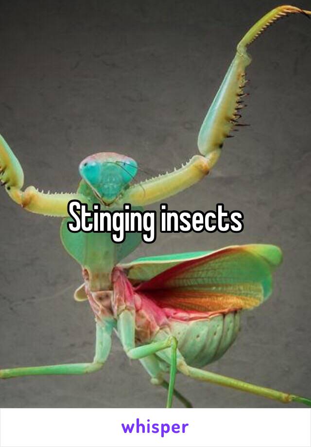 Stinging insects