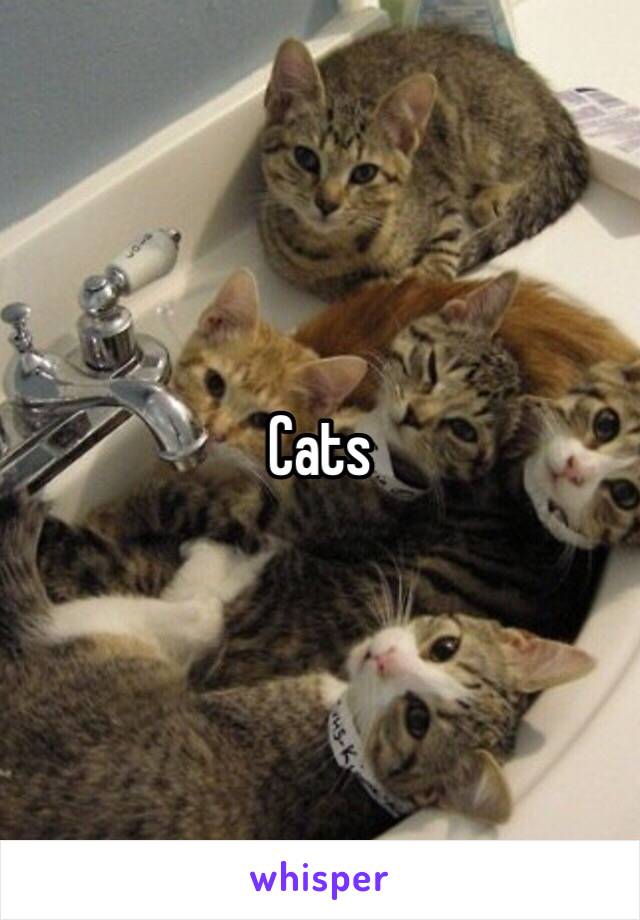 Cats