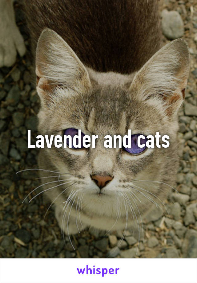 Lavender and cats