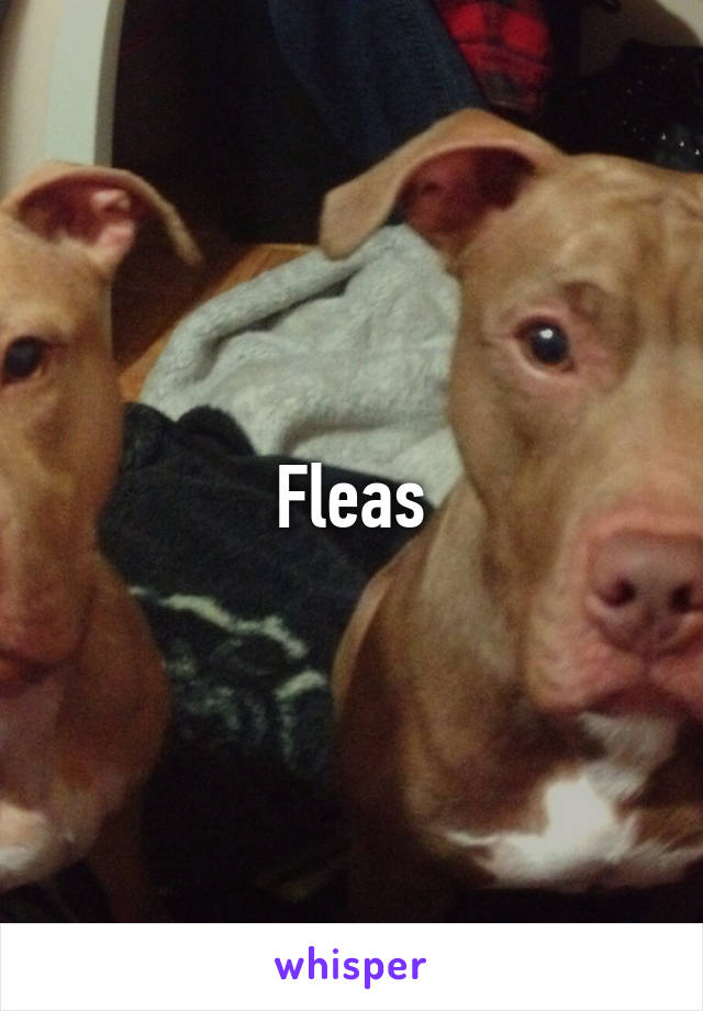 Fleas