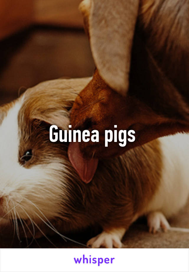 Guinea pigs 