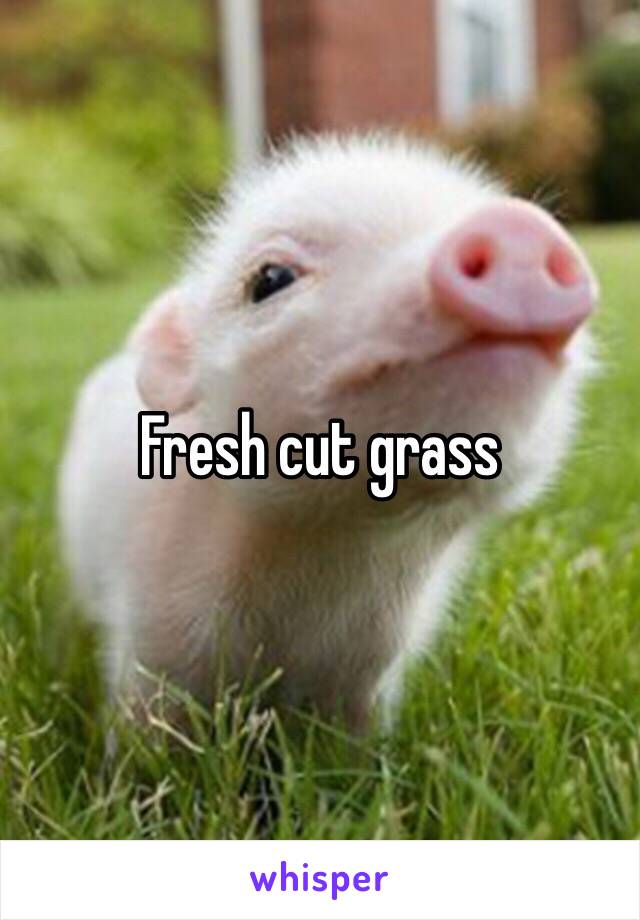 Fresh cut grass 