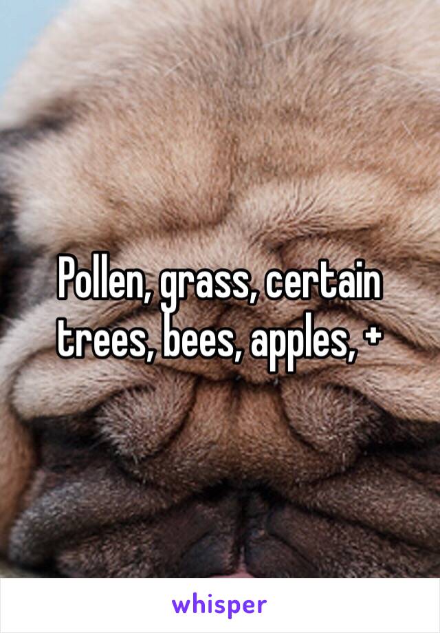 Pollen, grass, certain trees, bees, apples, +