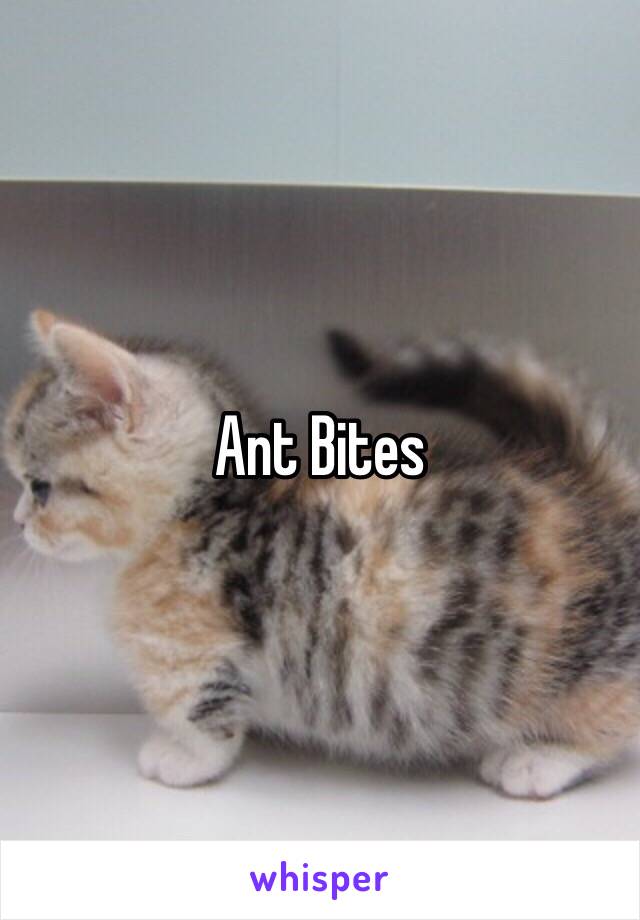 Ant Bites 