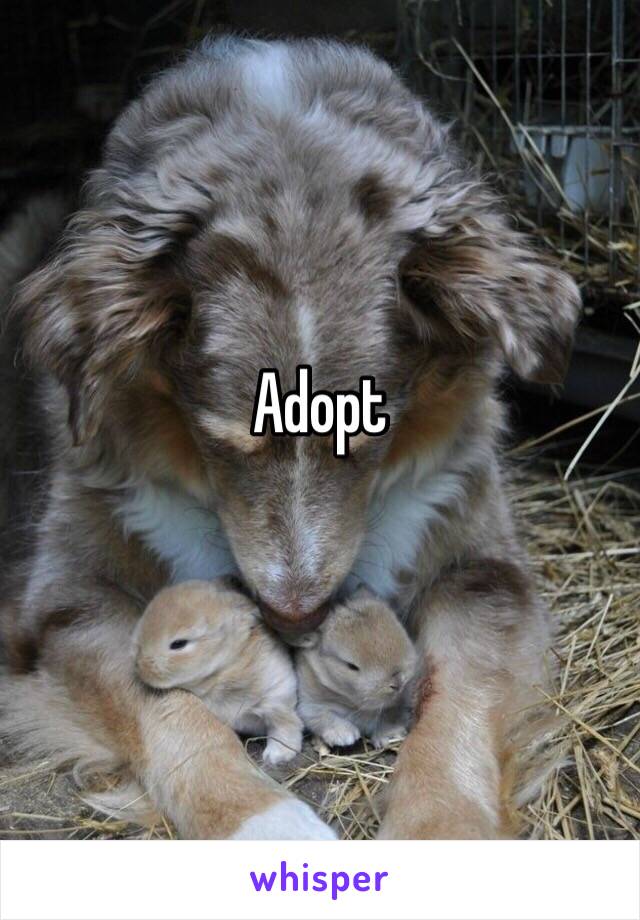 Adopt
