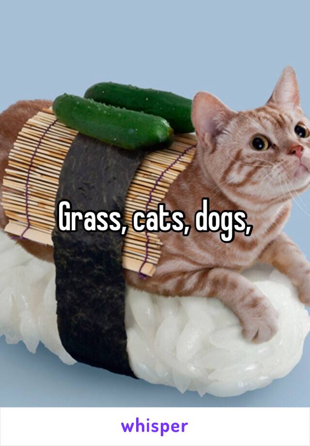 Grass, cats, dogs, 