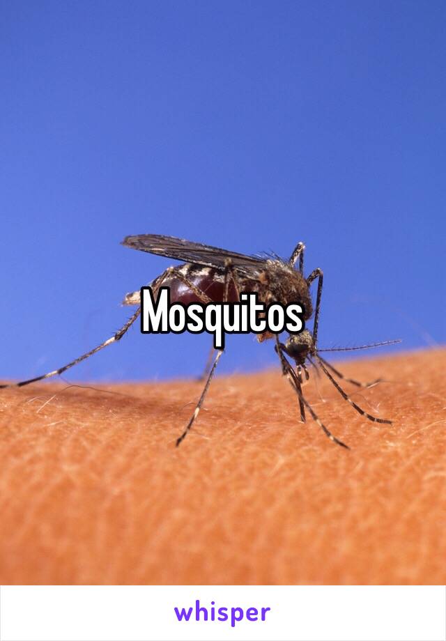 Mosquitos 