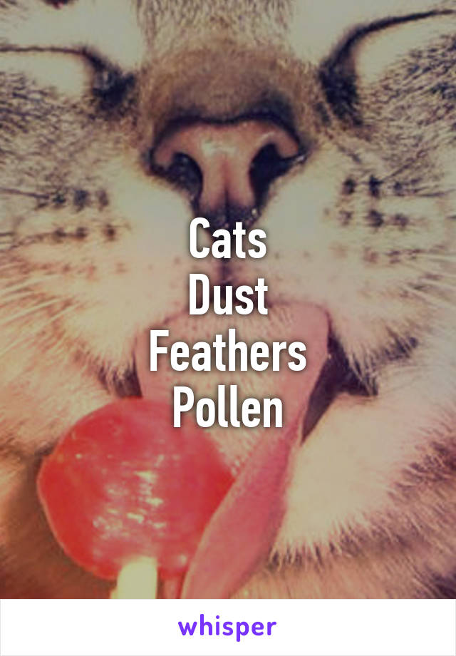 Cats
Dust
Feathers
Pollen