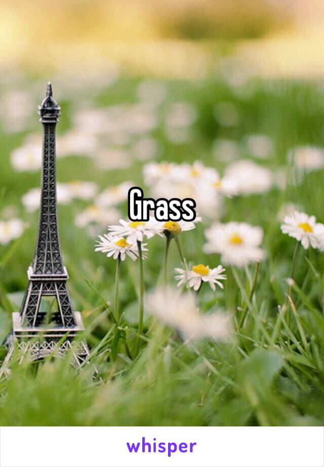 Grass
