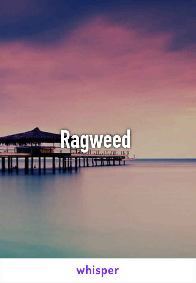 Ragweed 