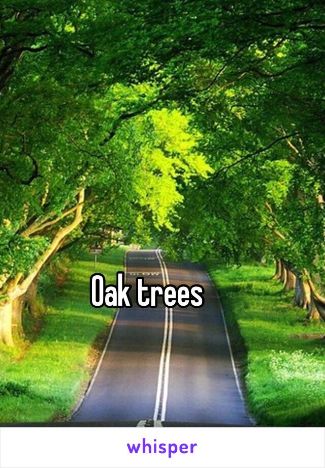 Oak trees