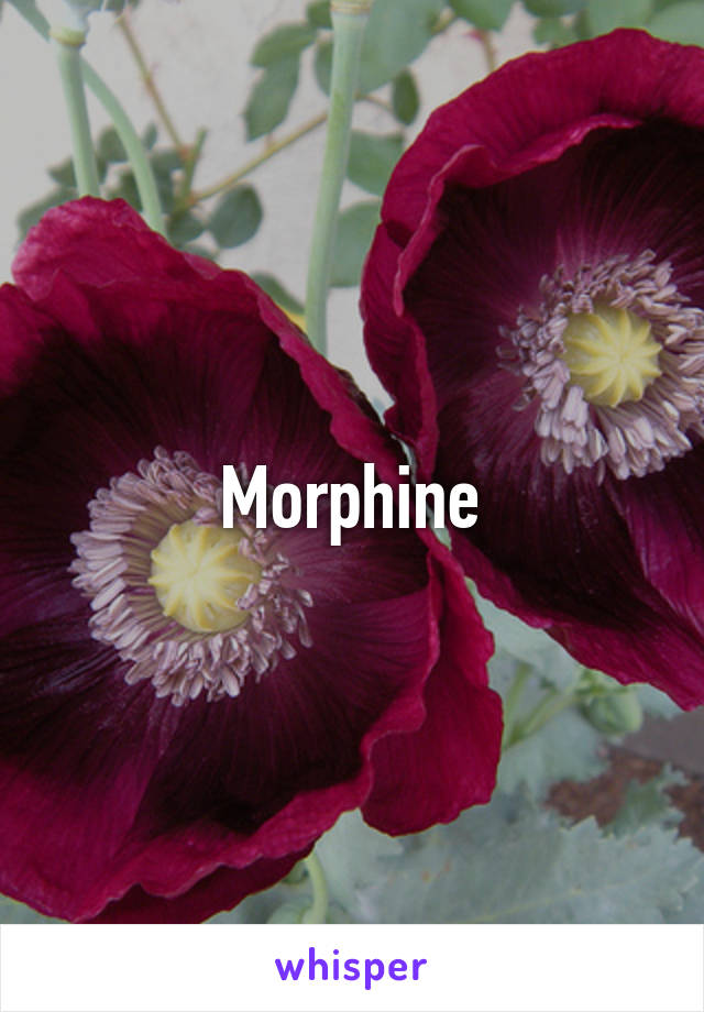 Morphine