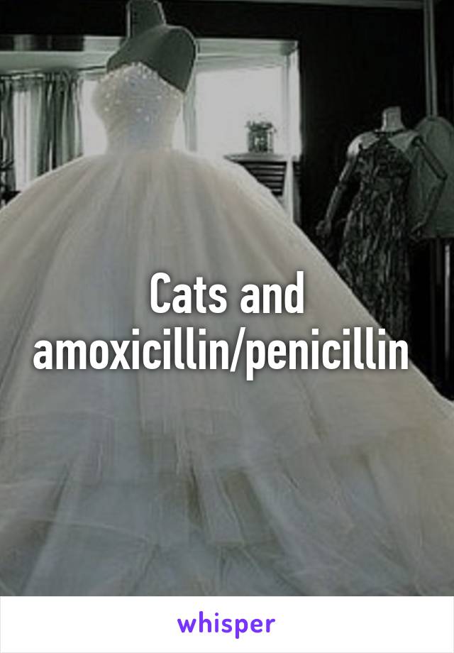 Cats and amoxicillin/penicillin 