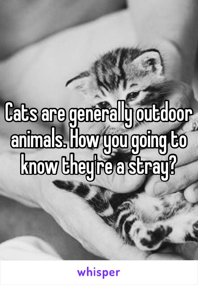 Cats are generally outdoor animals. How you going to know they're a stray? 