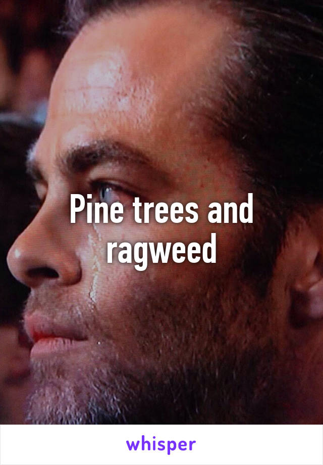 Pine trees and ragweed