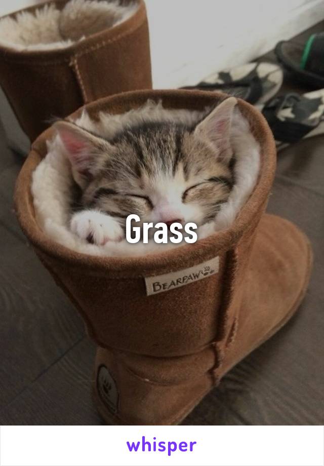 Grass