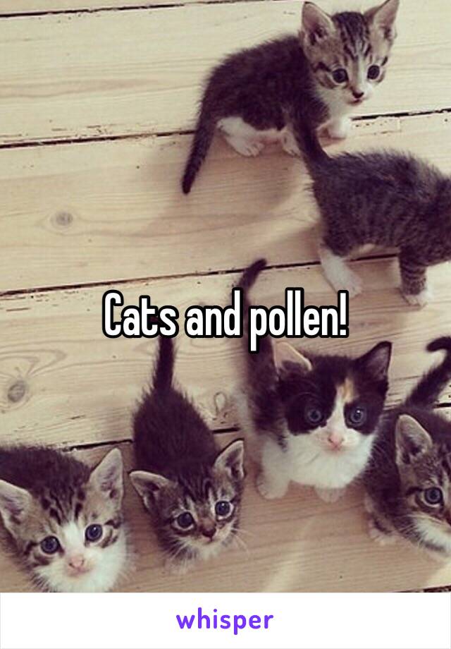 Cats and pollen!