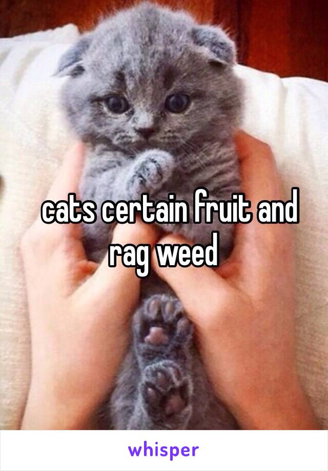   cats certain fruit and  rag weed