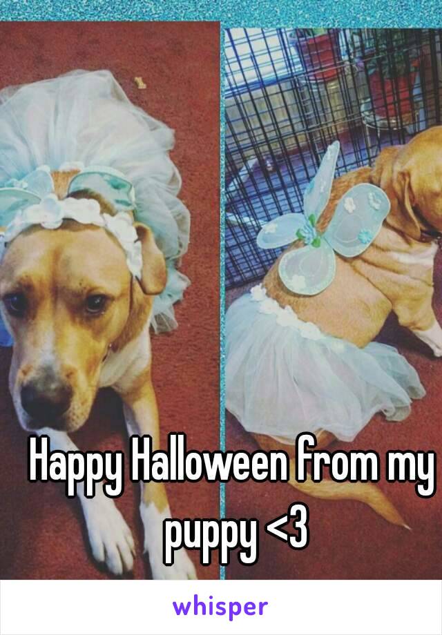 Happy Halloween from my puppy <3