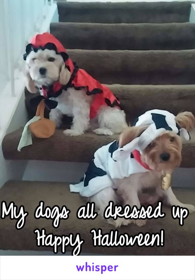 My dogs all dressed up Happy Halloween!