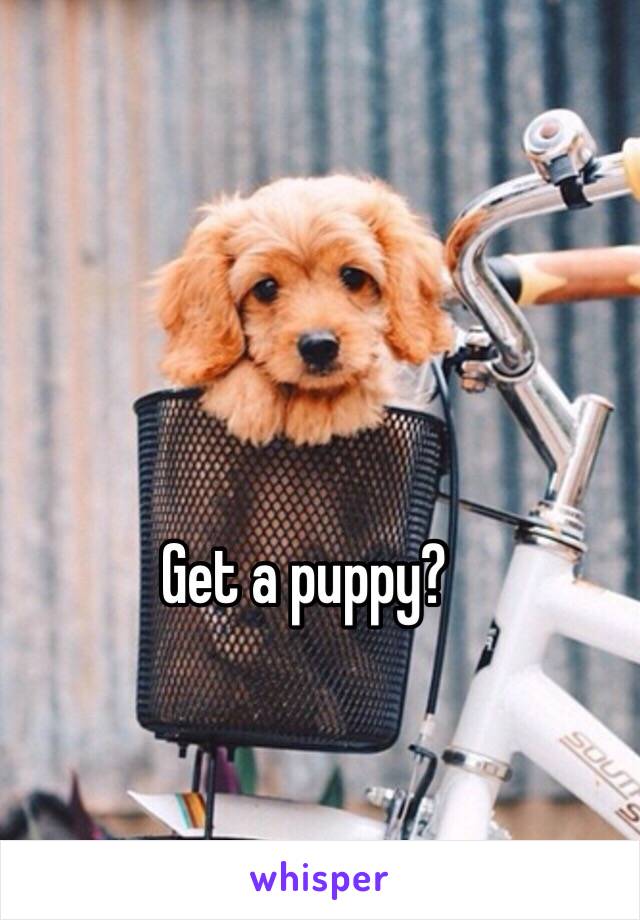 Get a puppy?
