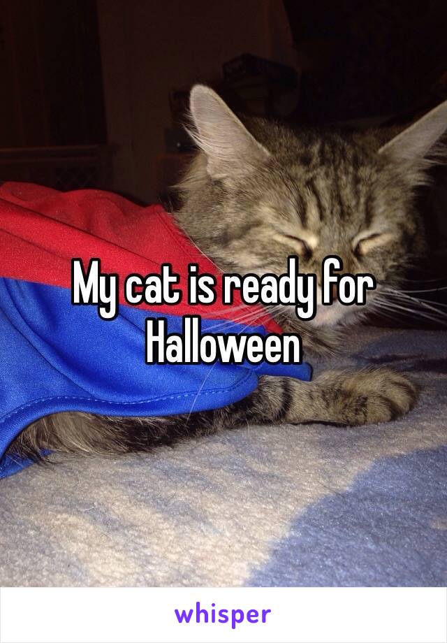 My cat is ready for Halloween